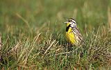 Eastern Meadowlarkborder=